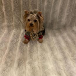 Yorkshire Terrier All Grown Up from Akc Quality Yorkies