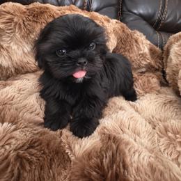 Finn - Black female Shih Tzu puppy in Burlington, North Carolina from Nancy’s Lil’Shih Tzus