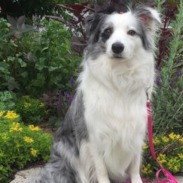 Border Collies from Terrasen Border Collies