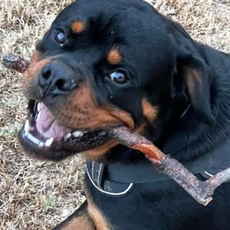 Rottweilers from Jason's Rottweilers