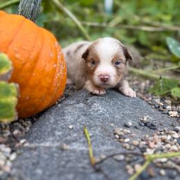 Moose Lake - Red merle male Miniature Australian Shepherd puppy in Priest River, Minnesota from Offgrid Aussies