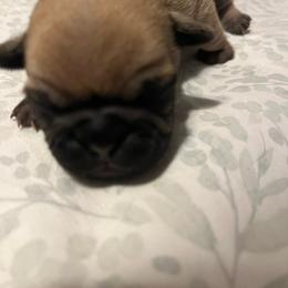Nicky - Fawn male Pug puppy in South Carolina from Nellies Pugs