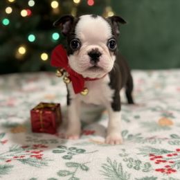 Black boy - Black and white male Boston Terrier puppy in Madera Acres, California from Muggin Bostons Terriers and Mini Dachshund