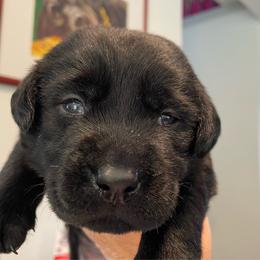 Baloo - Black male Labrador Retriever puppy in Arlington, Iowa from Uncle Bucks Labrador Retrievers