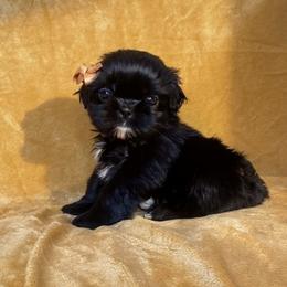 Gillie - Black female Shih Tzu puppy in Oak Park, California from Boodaboo Shih Tzu’s