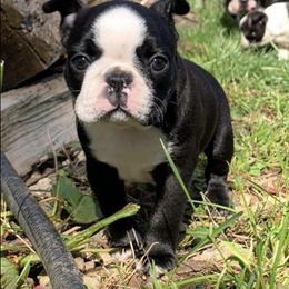Boston Terrier Puppies from Beaux Bostons