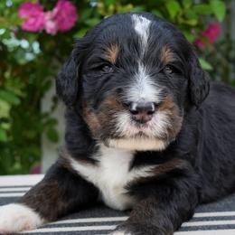 Bayou - Tri-color male Bernedoodle puppy in Folsom, Louisiana from DoodlesFarmCo