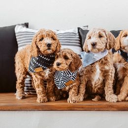 Goldendoodle Puppies from Deer Valley Doodles