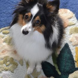 Shetland Sheepdog All Grown Up from Fox Point Farm Toy Shelties