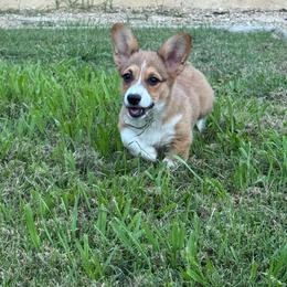Jewels-Female 4 - Sable female Pembroke Welsh Corgi puppy in Cooper, Texas from S7 Corgis and Chaos