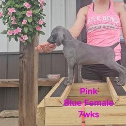 Weimaraner Puppies from So-IN Weimaraner's