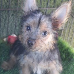 Krystal boy B - Silky Terrier puppy from Delayre Kennels