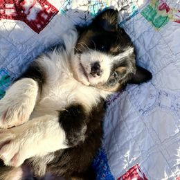 Australian Shepherd Puppies from White Silo Aussies