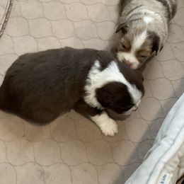 Toy Australian Shepherd Puppies from Loyal Litters Toy Australian Shepherds