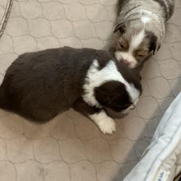 Toy Australian Shepherd Puppies from Loyal Litters Toy Australian Shepherds