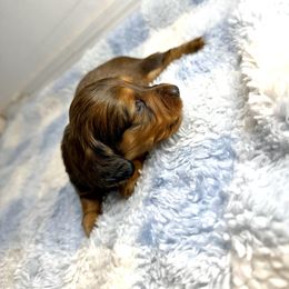 AKC Minnie - Sable female Dachshund puppy in Laveen, Arizona from Acosta Kennels