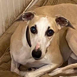 Jive - Whippet