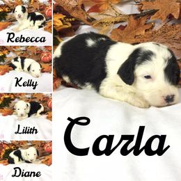 Old English Sheepdog and Sheepadoodle Puppies from Country Roads Sheepdogs & Doodles