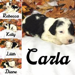 Old English Sheepdog and Sheepadoodle Puppies from Country Roads Sheepdogs & Doodles