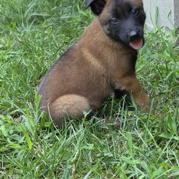 Belgian Malinois puppies from Love Belgian Malinois