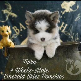 Tairn - Silver and white male Pomsky puppy in Sumter, South Carolina from Emerald Skies Pomskies