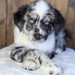 Bentley (Green collar) - Blue merle male Australian Shepherd puppy in Coulee City, Washington from Mr and Mrs Doodle Farm