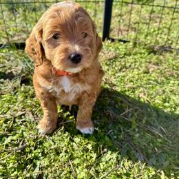 Goldendoodle Puppies from Duck River Goldendoodles