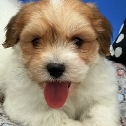 Parker - Gold sable male Havanese puppy in Wappapello, Missouri from Titanium Havanese LLC