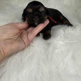 Shih Tzu Puppies from Lisa Bandy Shih Tzu