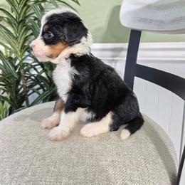 Chloe - Blue merle female Bernedoodle puppy in Holtwood, Pennsylvania from Country Ridge Puppies