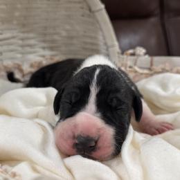 Mantle Female - Mantle female Great Dane puppy in Washington, Pennsylvania from City Slicker Danes