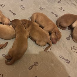 Female 4 - Yellow female Labrador Retriever puppy in Wardensville, West Virginia from Sager’s Labrador Puppies