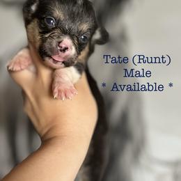 American Corgi Puppies from 5H Corgis