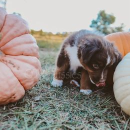 Australian Shepherd, Miniature American Shepherd, Miniature Australian Shepherd, and Toy Australian Shepherd Puppies from TK Standard, Mini, & Toy Aussies