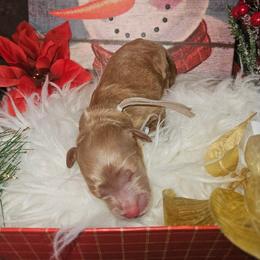 Atticus - Red  male Goldendoodle puppy in Boise, Idaho from Goldendoodle Baby