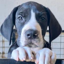 Mickey Mantle - Mantle male Great Dane puppy in Clayton, Washington from DaneLand Farm