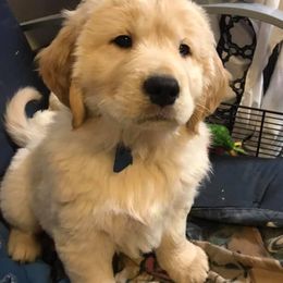 Golden Retrievers and Pugs from Oryan Goldens and Pugs