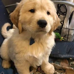 Golden Retrievers and Pugs from Oryan Goldens and Pugs