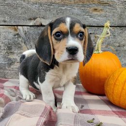 Dune - Black tan and white male Beagle puppy in Colville, Washington from Rosehaven Homestead