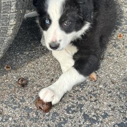 Border Collie Puppies from Roaring River Border Collies
