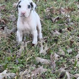 Eleven - Harlequin female Great Dane puppy in Montgomery, Texas from KD Sweet Southern Danes
