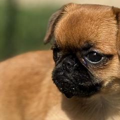 Brussels Griffons from Cinnabar Brussel's Griffons