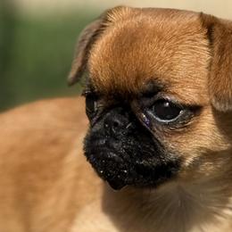 Brussels Griffons from Cinnabar Brussel's Griffons