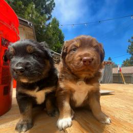 Australian Shepherd Puppies from McElroy Homestead Austrailian Shepherds