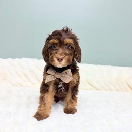 Bourbon - Tri-color male Australian Labradoodle puppy in Springfield, Ohio from Dawson & Daryn's Royal Companions
