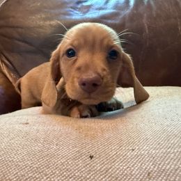 Boy 1 - Cream male Dachshund puppy in Pontiac, Michigan from Hutch hounds