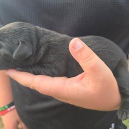 Black Female - Black female Labrador Retriever puppy in Conway, Missouri from Patton's Triple Pine Farm