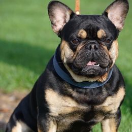 French Bulldogs from Akron Frenchies