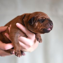 Mr. Black - Rhodesian Ridgeback puppy from Rhoxwood Kennel
