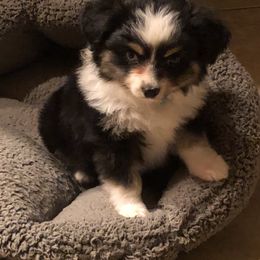 Miniature Australian Shepherd, Shih Tzu, and Toy Australian Shepherd Puppies from River Springs Aussies